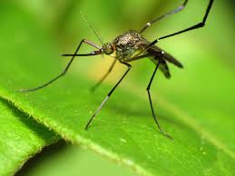 Google Robots unleash 20 MILLION mosquitoes in air | ‘नसबंदी’ केलेले दोन कोटी मच्छर ‘गुगल’ हवेत सोडणार.. रोबोट्सच्या साहाय्यानं ‘फवारणी’.. Google Robots unleash 20 MILLION mosquitoes in air | ‘नसबंदी’ केलेले दोन कोटी मच्छर ‘गुगल’ हवेत सोडणार.. रोबोट्सच्या साहाय्यानं ‘फवारणी’..